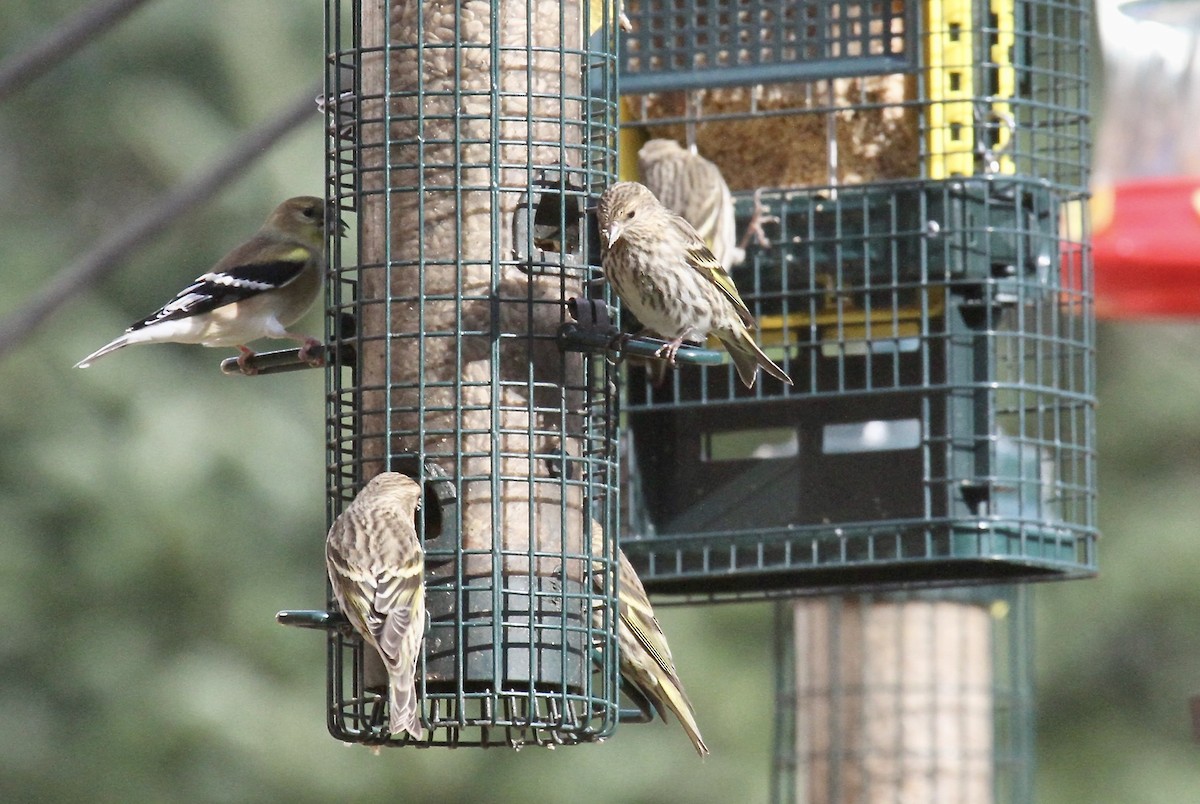 Pine Siskin - ML279307721