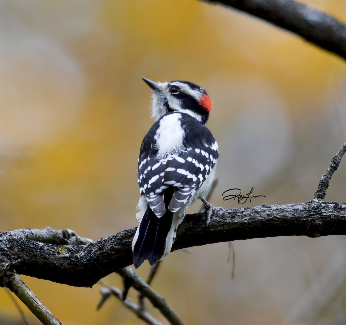 Downy Woodpecker - ML279307831