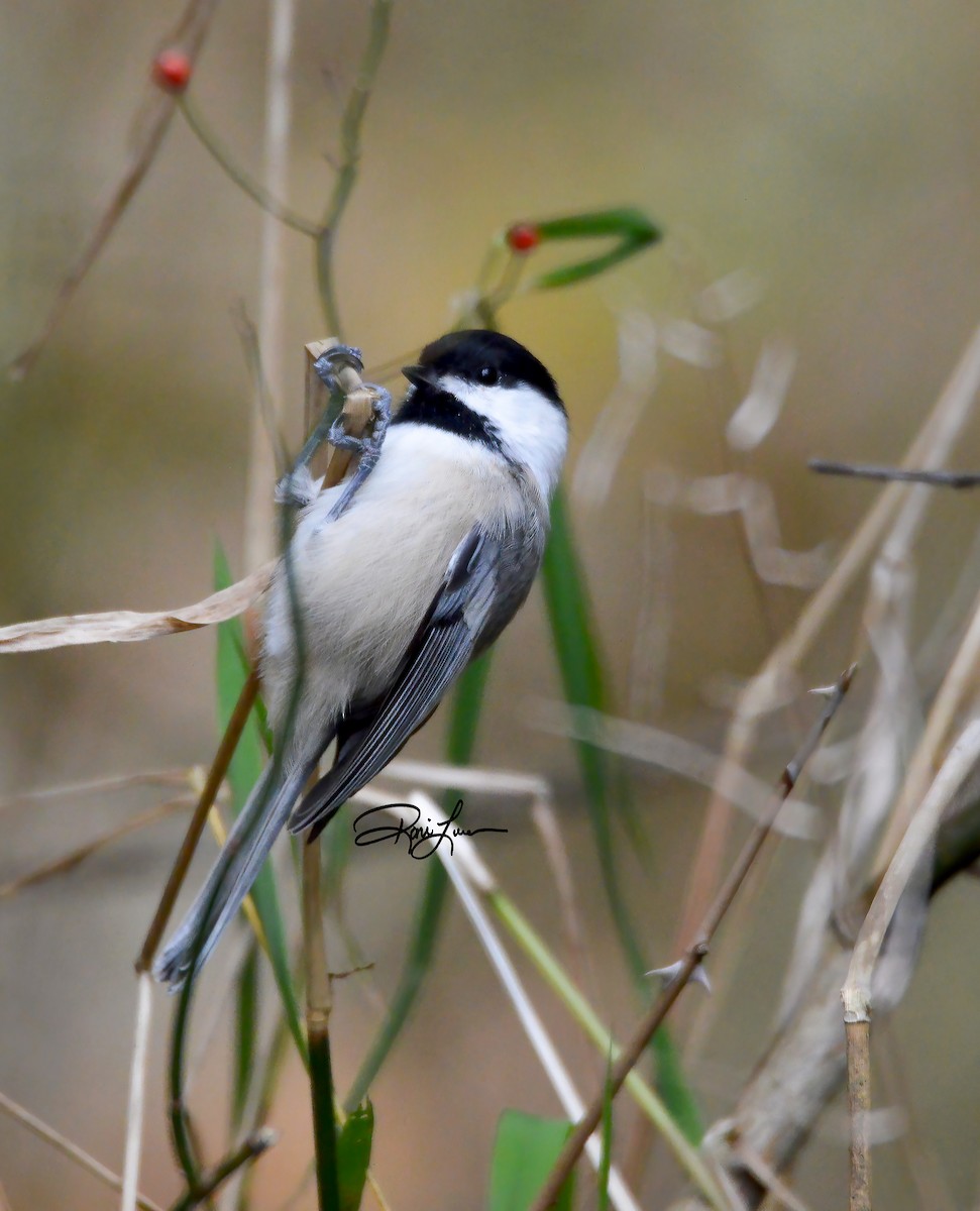 Mésange à tête noire - ML279307851