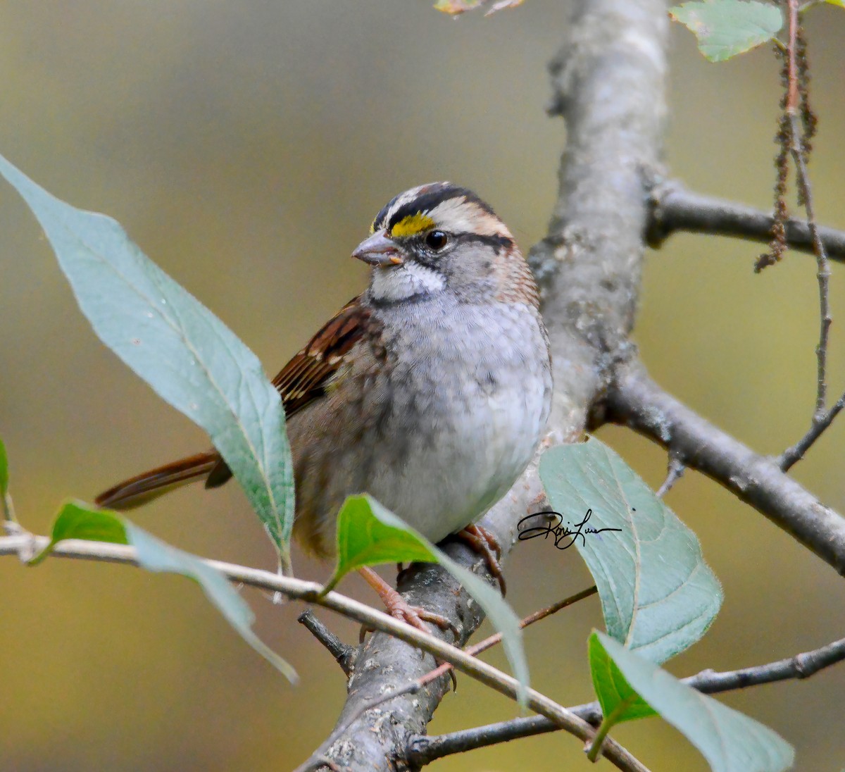 White-throated Sparrow - ML279307941