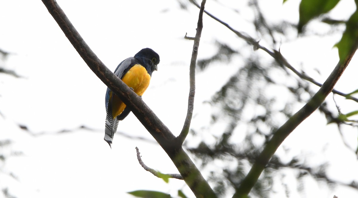 Trogon pattu - ML279308491