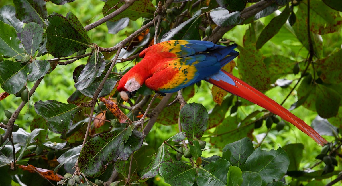 Scarlet Macaw - ML279308961