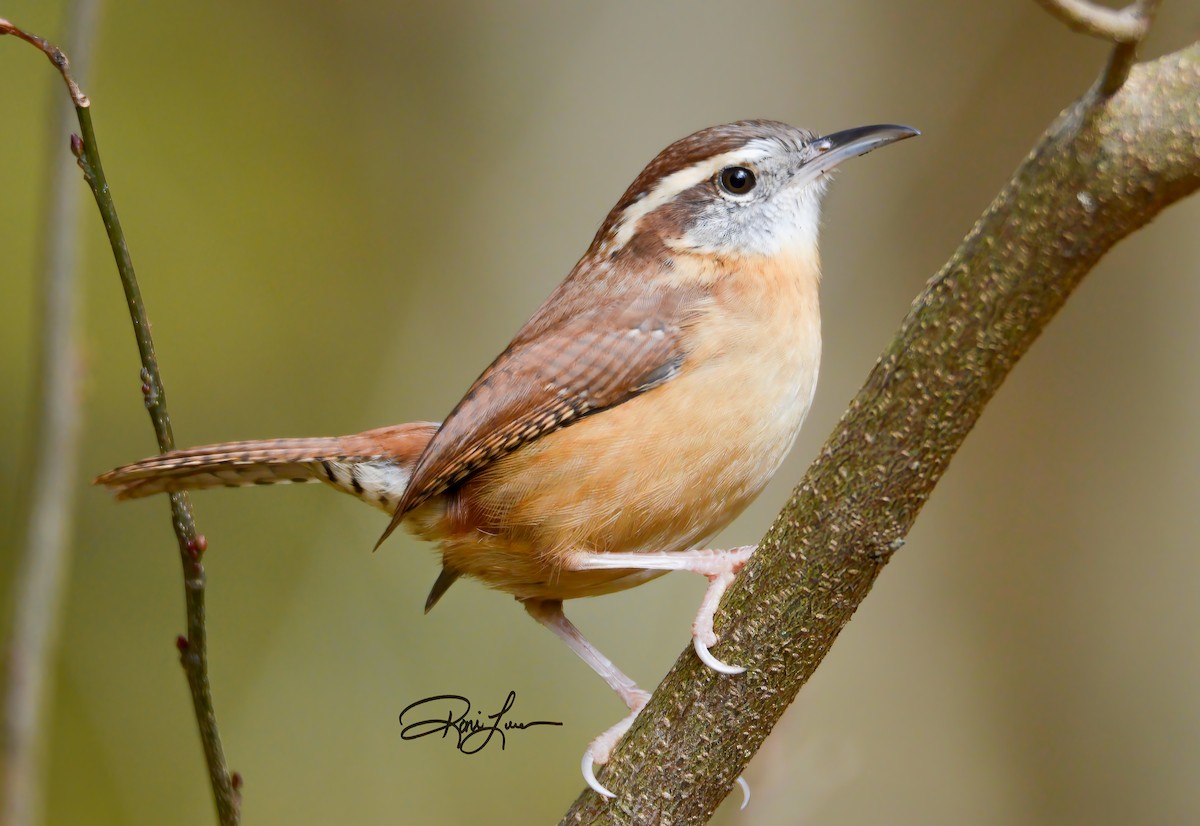 střízlík karolínský - ML279309201