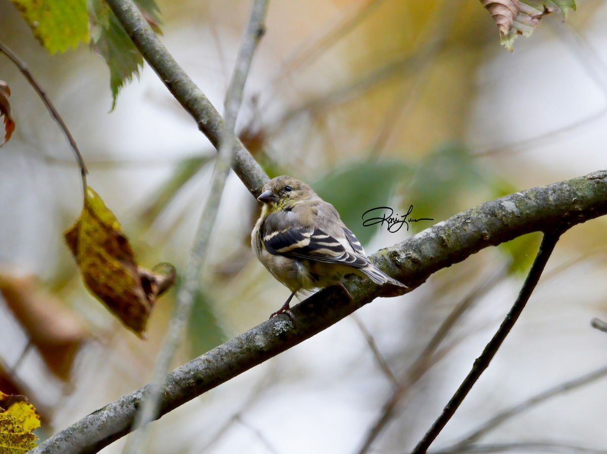 American Goldfinch - ML279309861