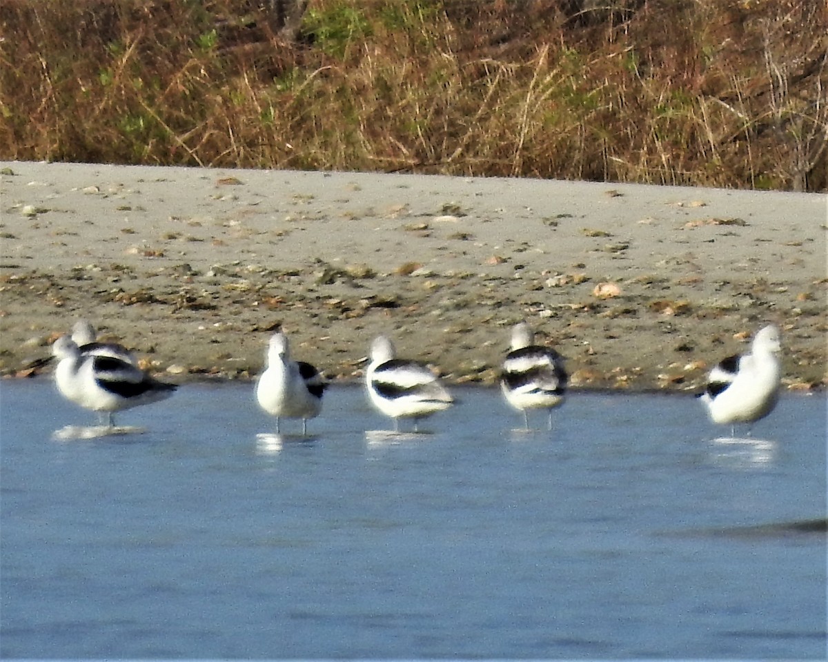 Avoceta Americana - ML279310011