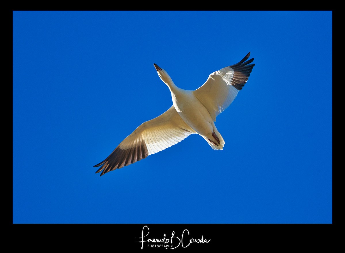 Snow Goose - ML279310151