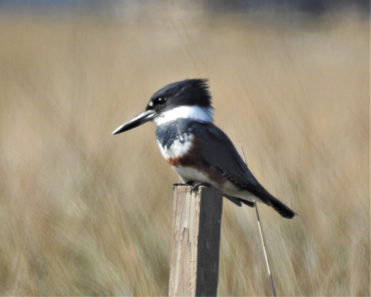 Belted Kingfisher - ML279310431