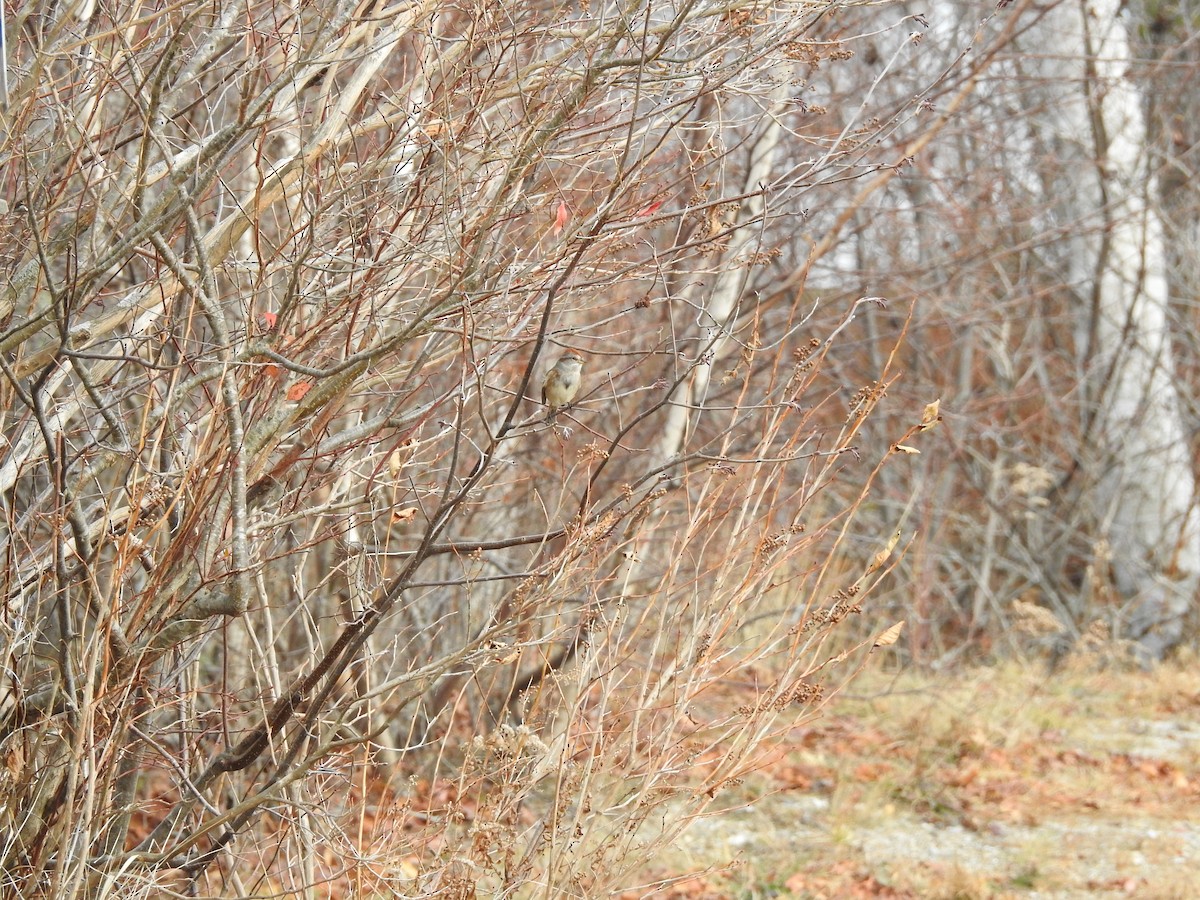 American Tree Sparrow - ML279310601