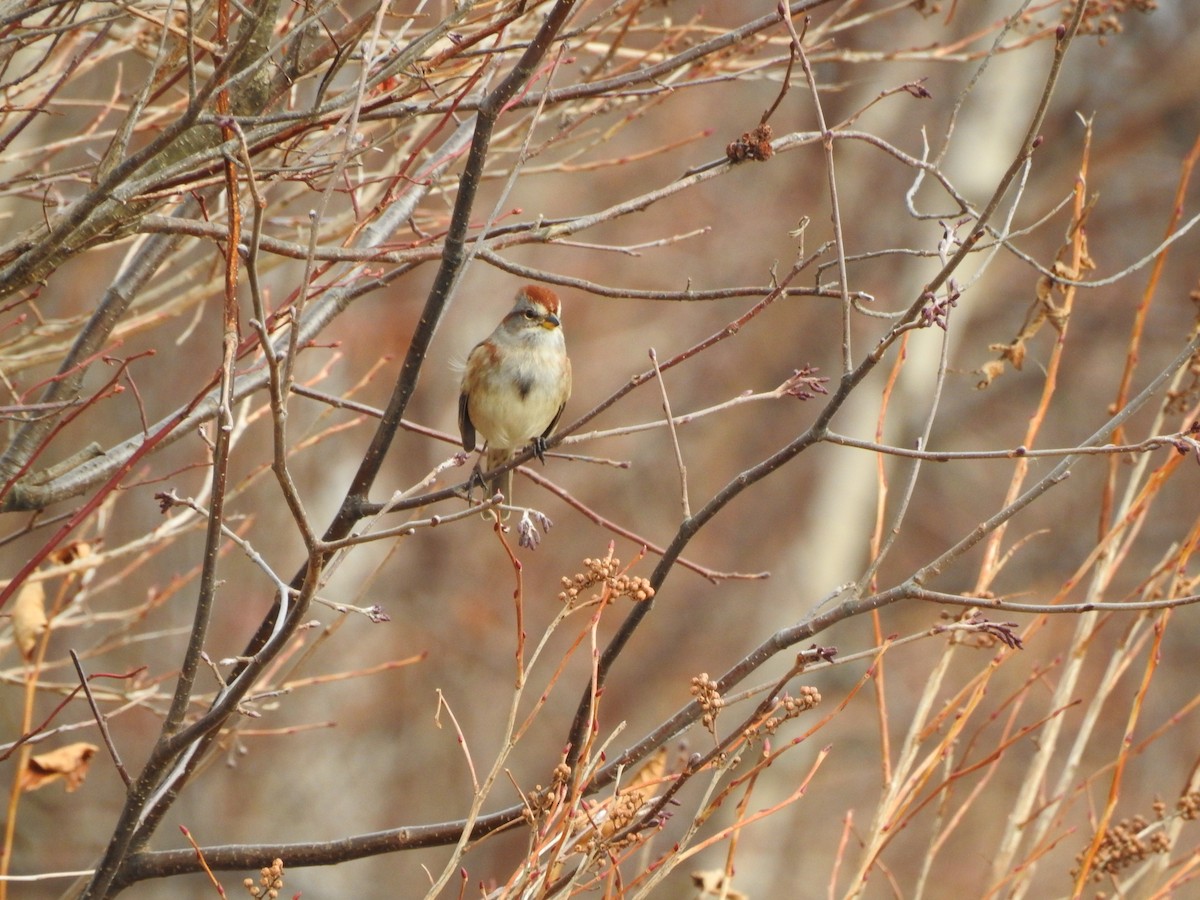 American Tree Sparrow - David Hilgeman