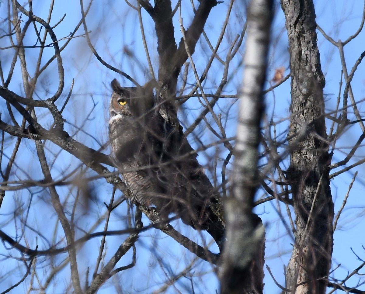 Great Horned Owl - ML279311361