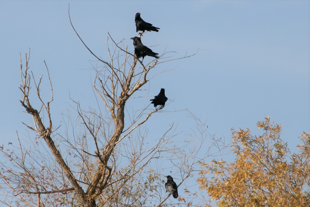 Common Raven - ML279313371