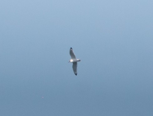 Franklin's Gull - ML279314571