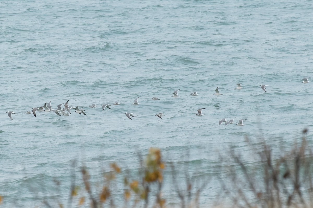 Franklin's Gull - John Kendall