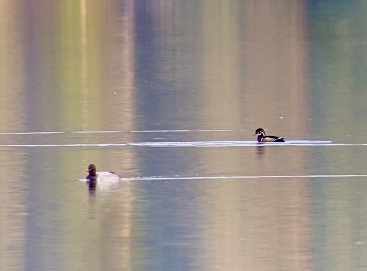 Wood Duck - ML279317481