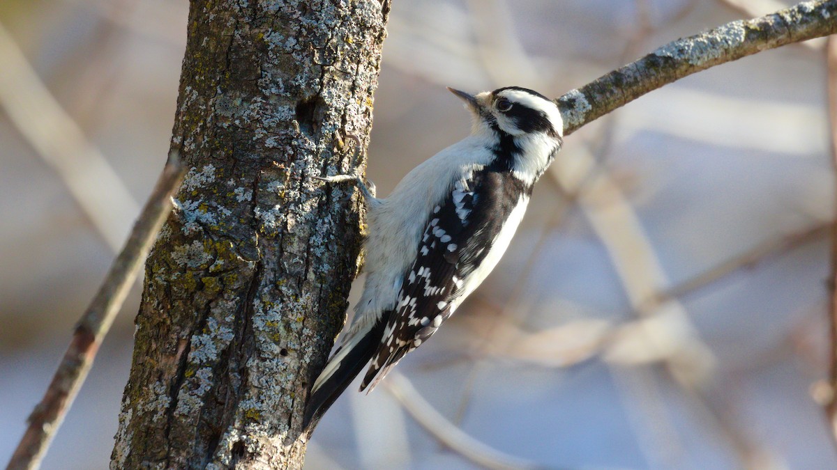 Downy Woodpecker - ML279317881