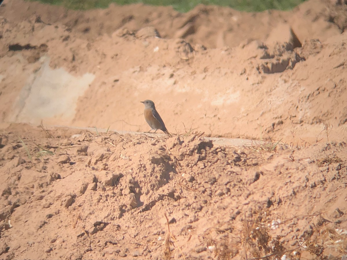 Western Bluebird - Jason St. Pierre