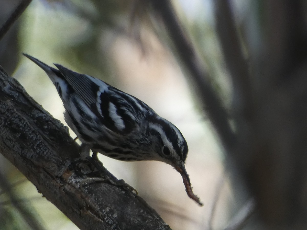 Black-and-white Warbler - ML279319461