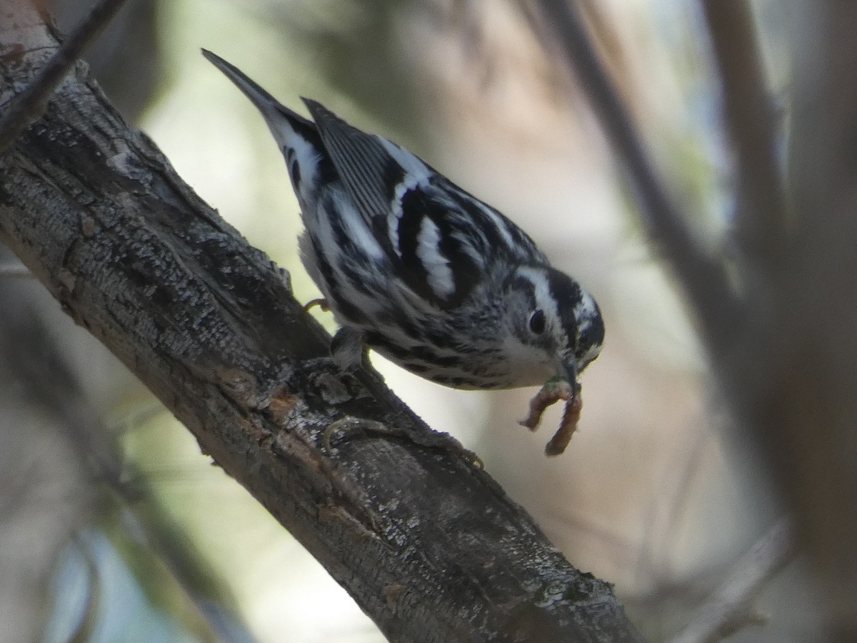 Black-and-white Warbler - ML279319471