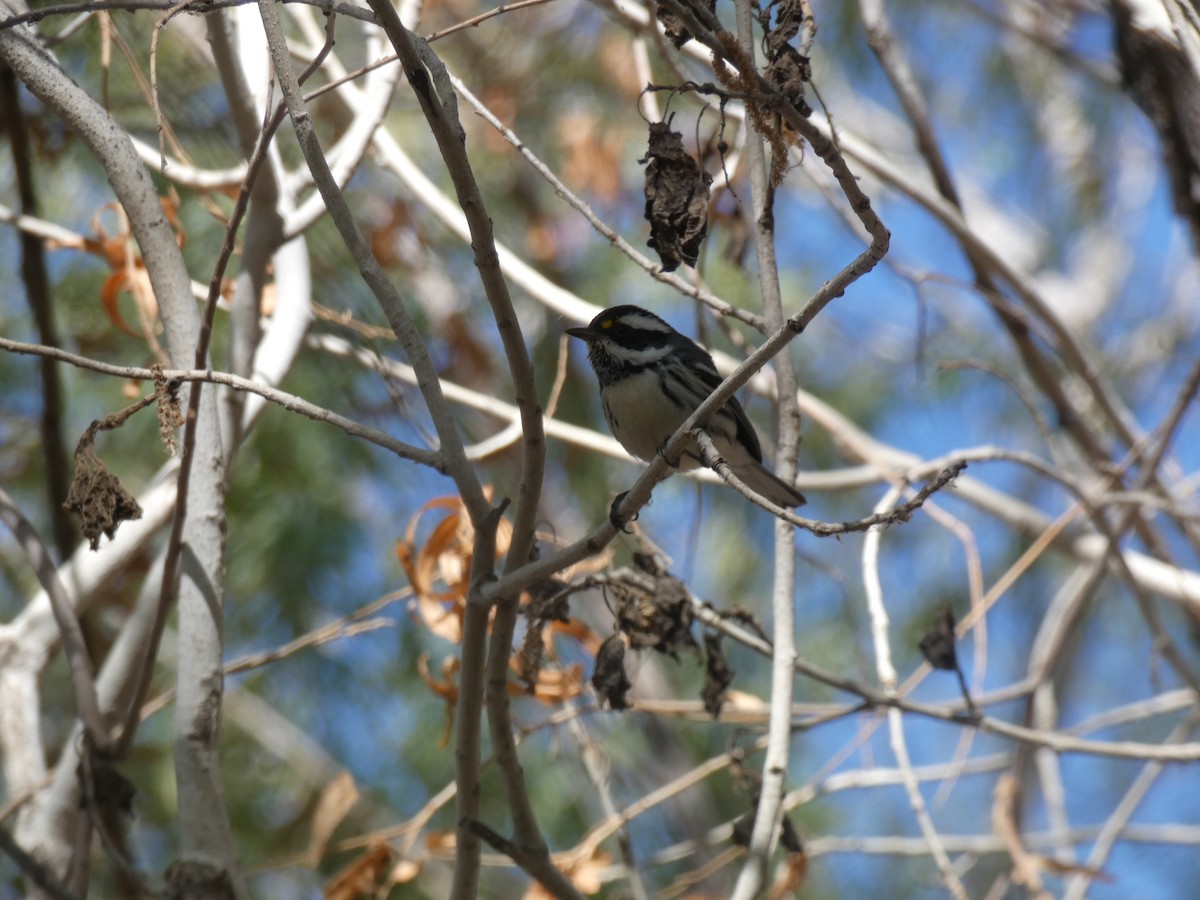 Black-throated Gray Warbler - ML279319691