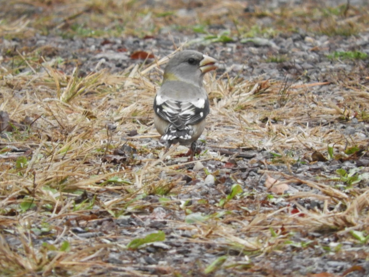 Evening Grosbeak - ML279320741