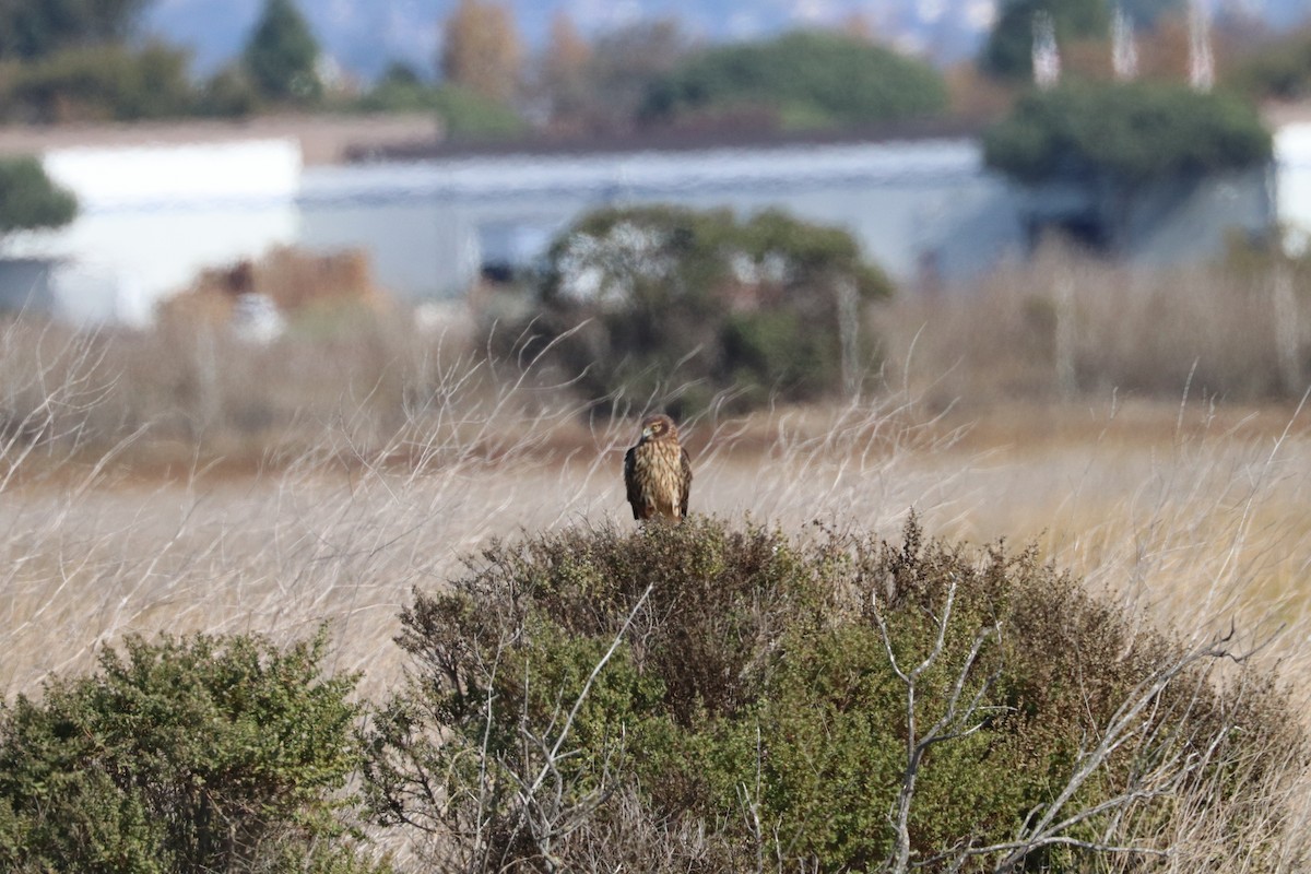 Northern Harrier - Mark Brown