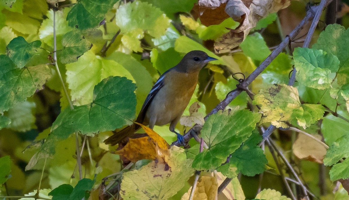 Baltimore Oriole - ML279321541