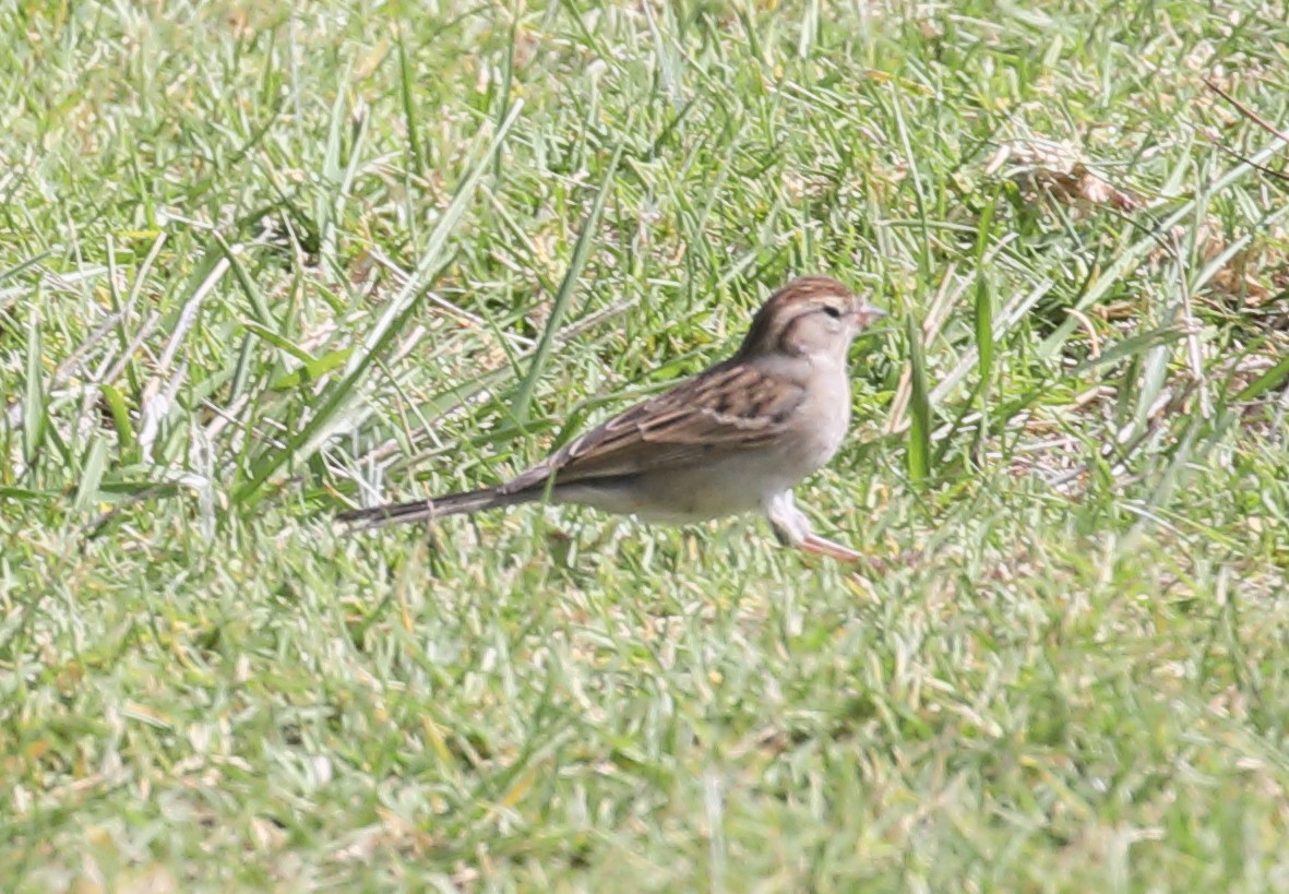 Chipping Sparrow - Anonymous