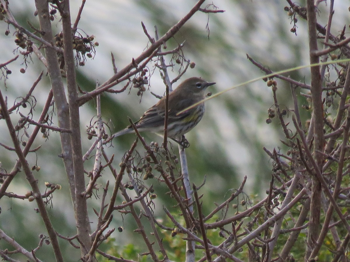 Yellow-rumped Warbler - ML279326391