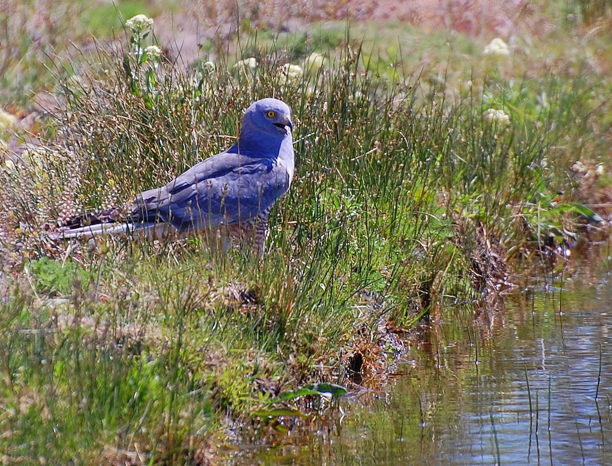 Cinereous Harrier - ML279326611