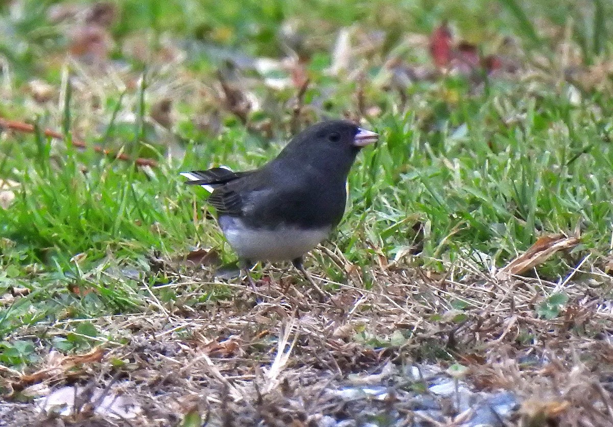 Dark-eyed Junco - ML279327011