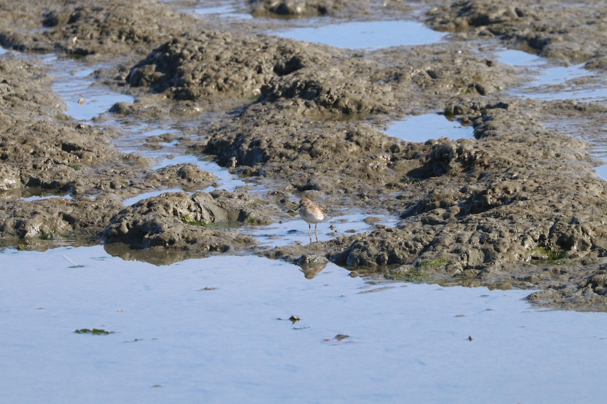 Least Sandpiper - Mark Brown