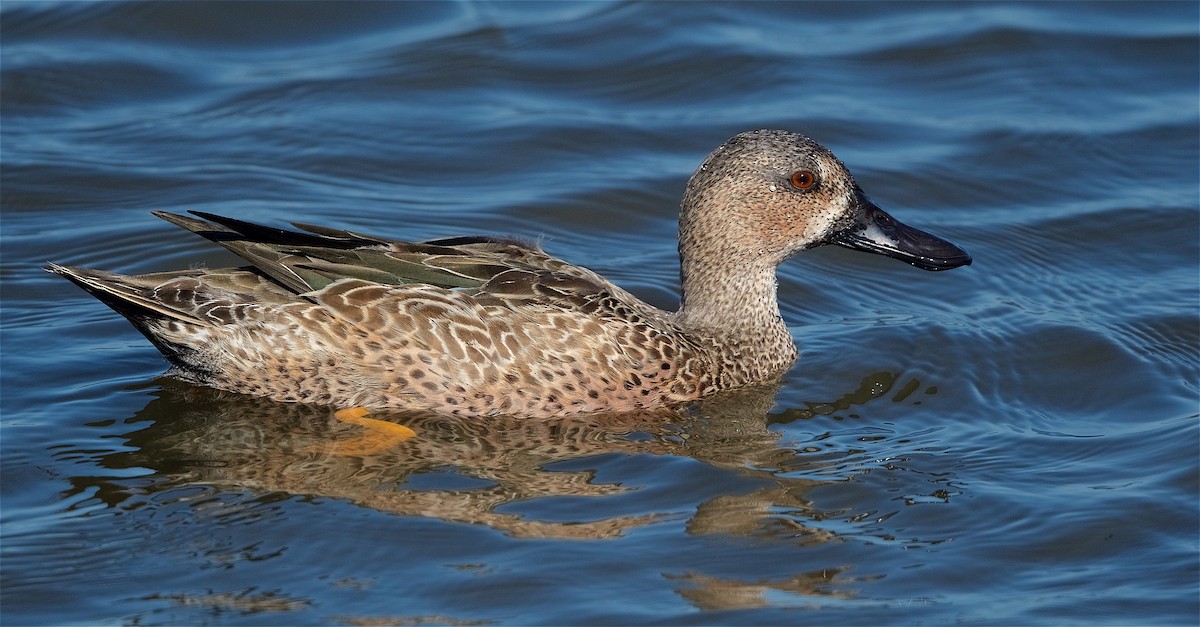 Blue-winged x Cinnamon Teal (hybrid) - Harlan Stewart