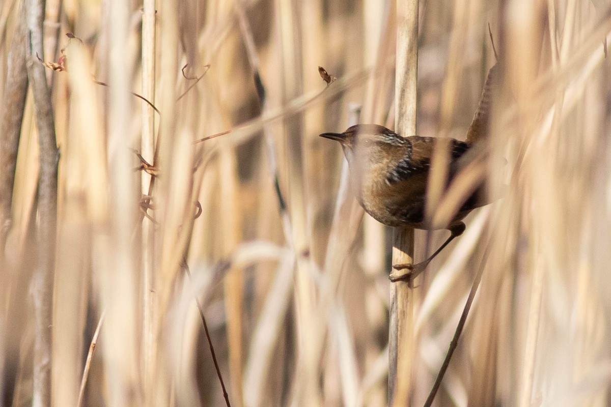 Marsh Wren - ML279331251