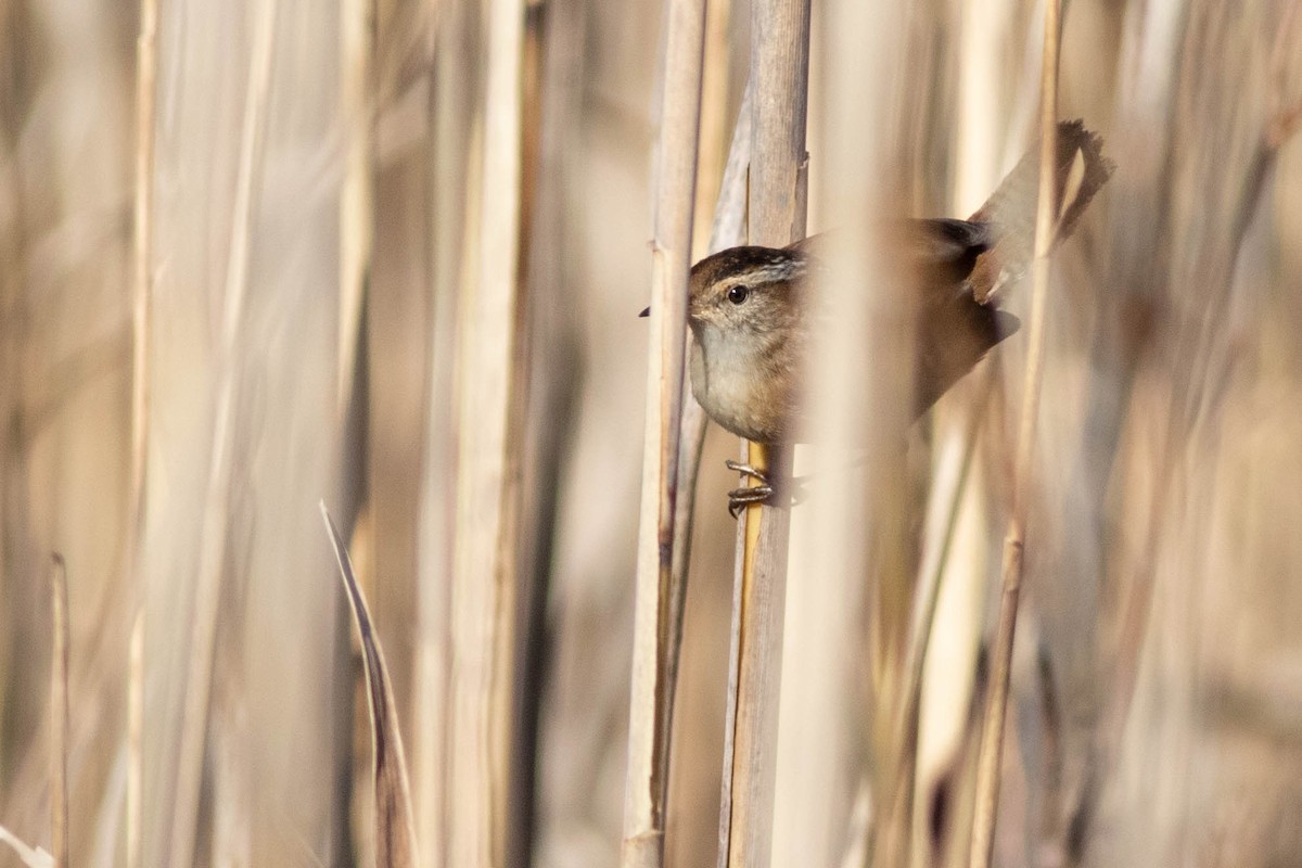 Marsh Wren - ML279331271