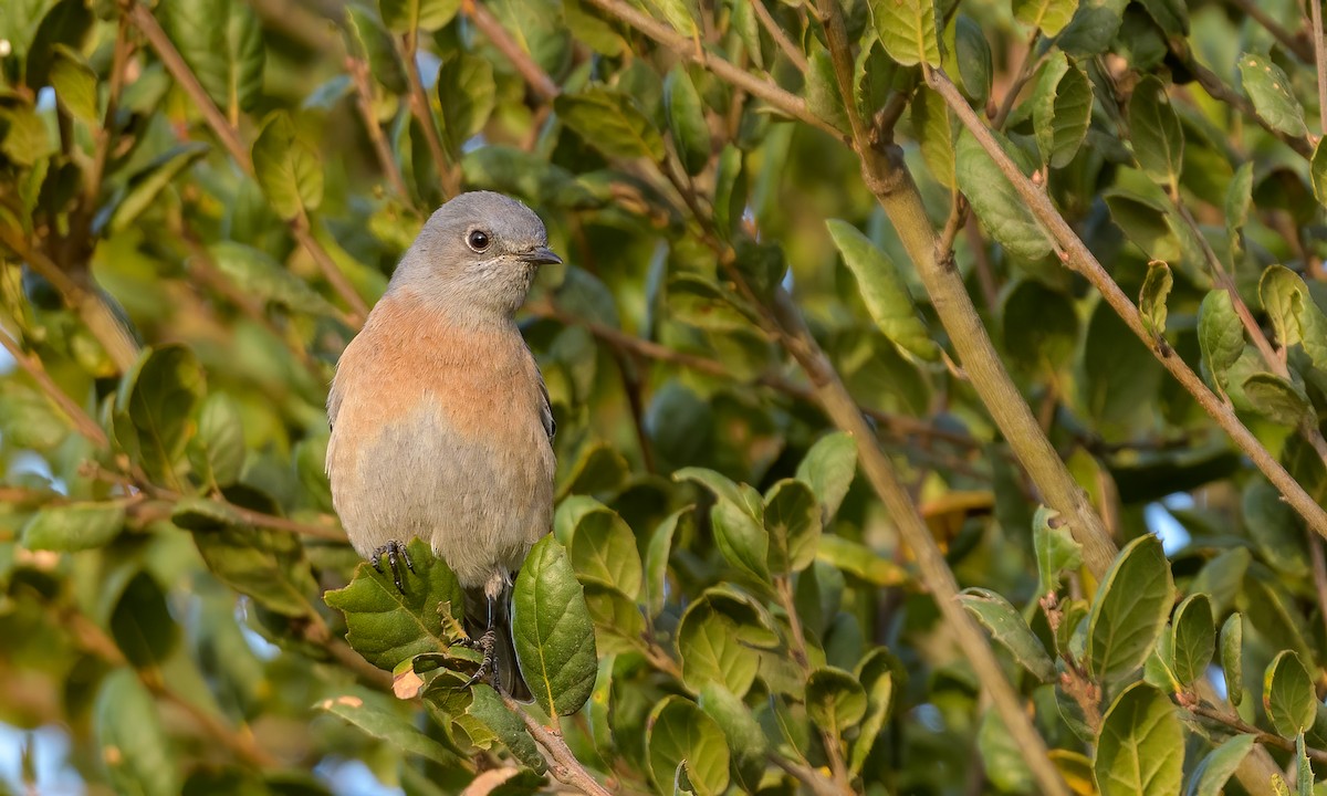 Western Bluebird - ML279332391