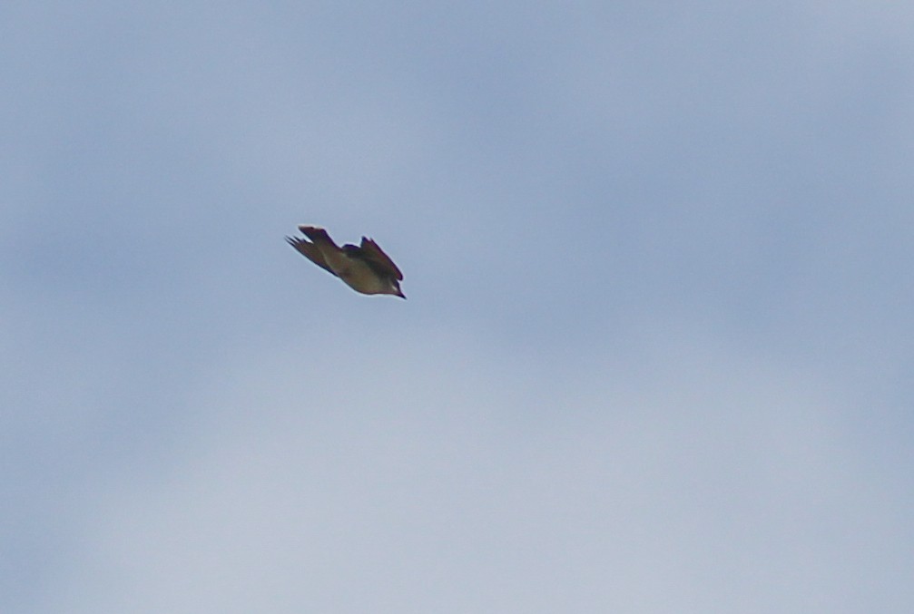 Eastern Kingbird - ML279337391