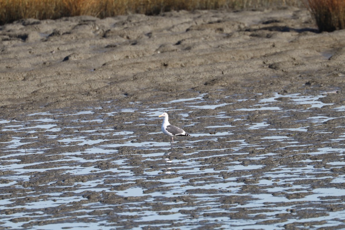 Western Gull - ML279340221