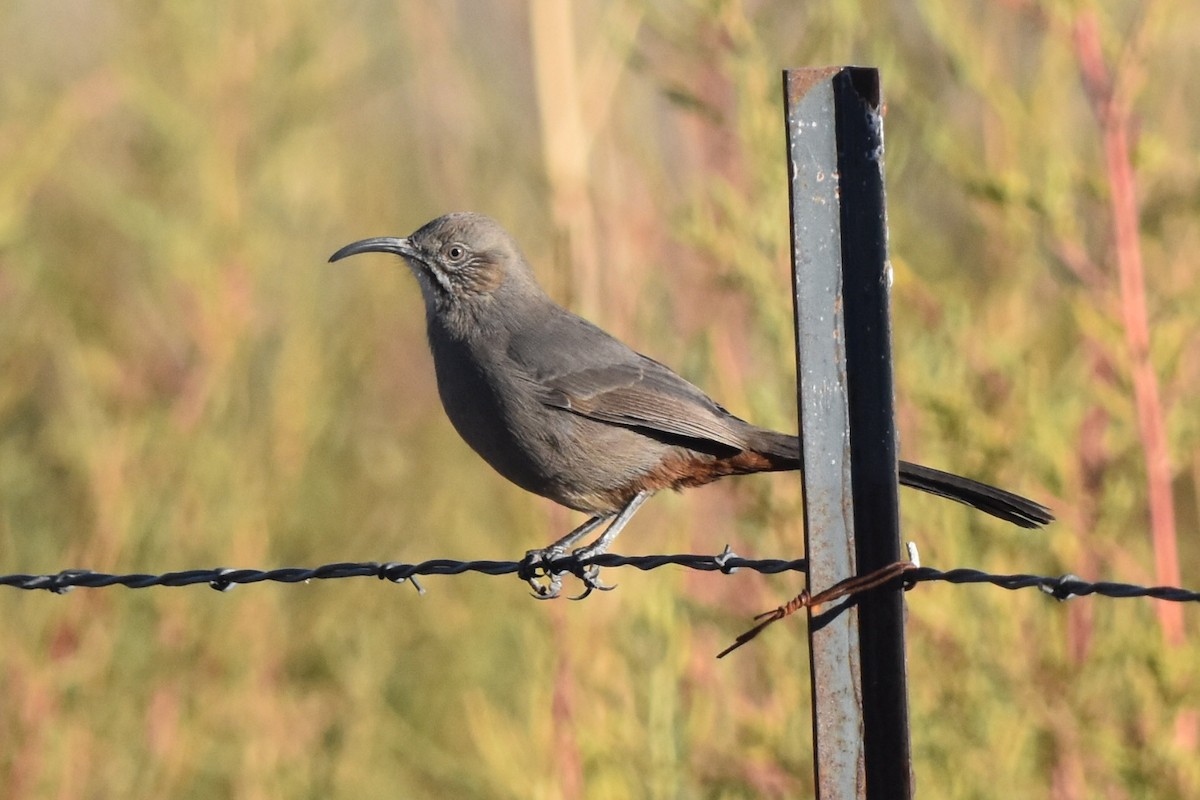 Crissal Thrasher - ML279340431