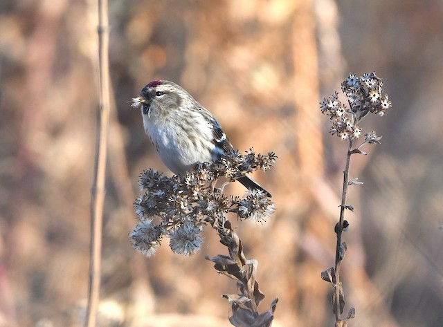 Common Redpoll - Ted Wolff
