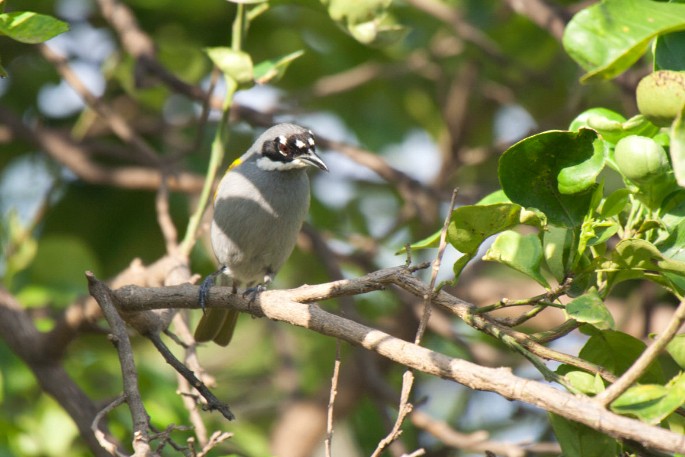 Gray-crowned Palm-Tanager - ML27934171