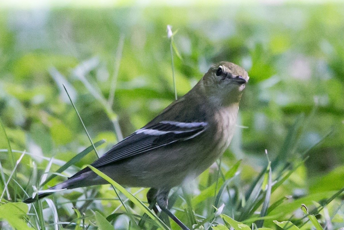 Bay-breasted Warbler - ML279341991