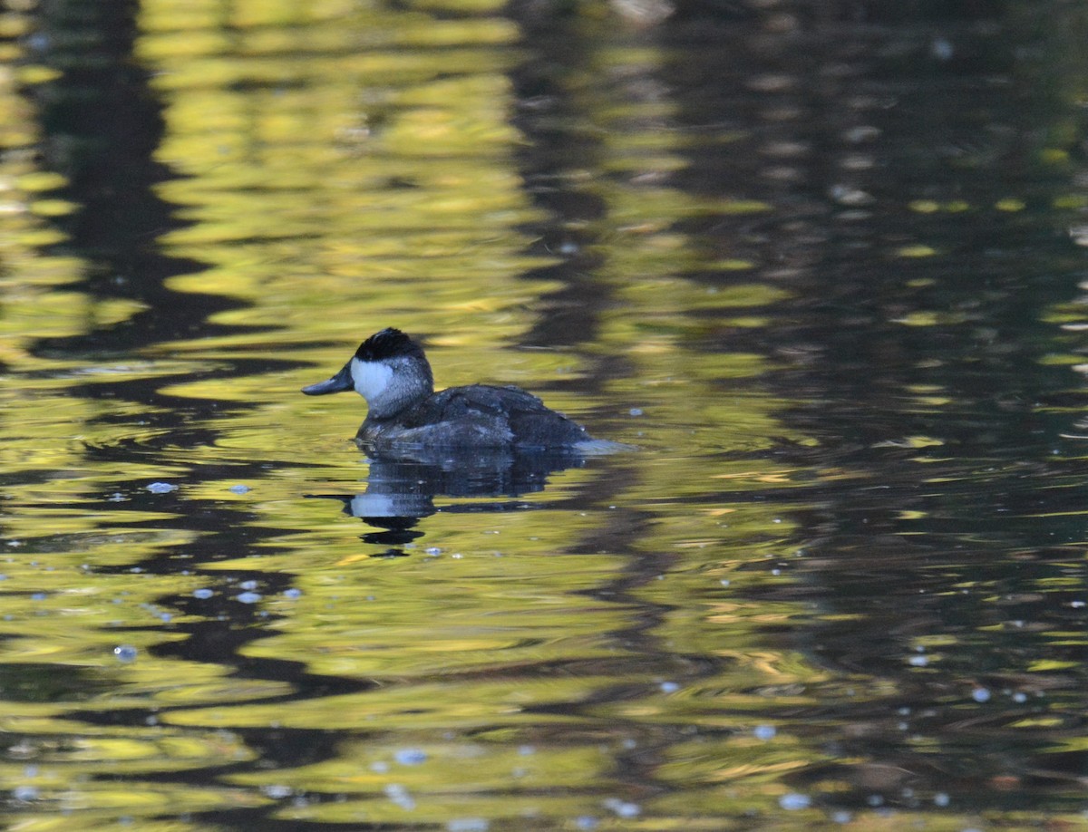 Ruddy Duck - ML279343391