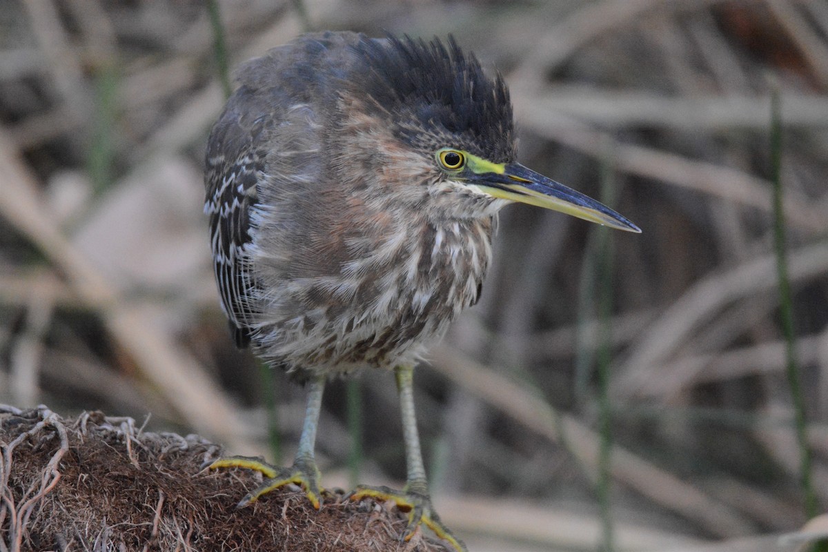 Green Heron - ML279343481