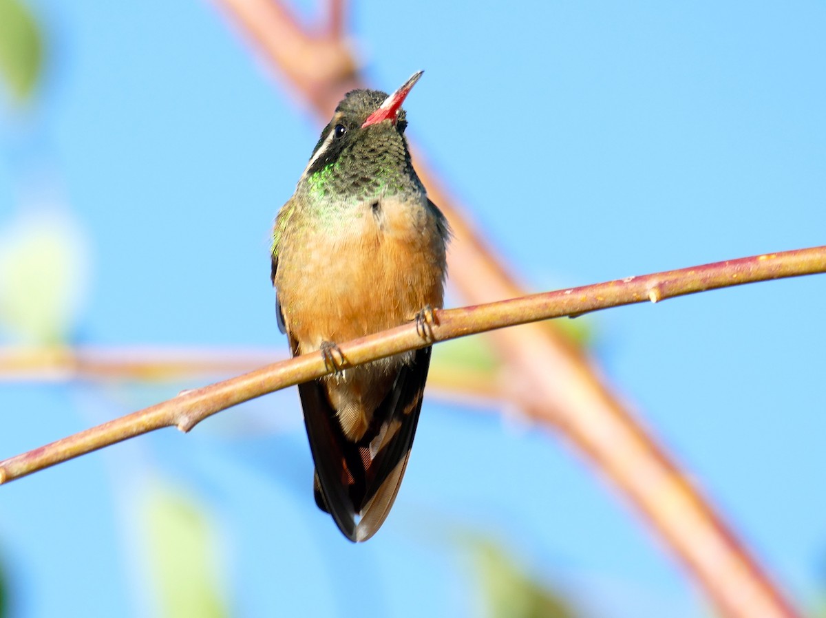 Xantus's Hummingbird - Richard Erickson