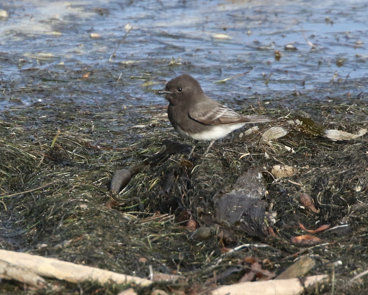 Black Phoebe - ML279344521