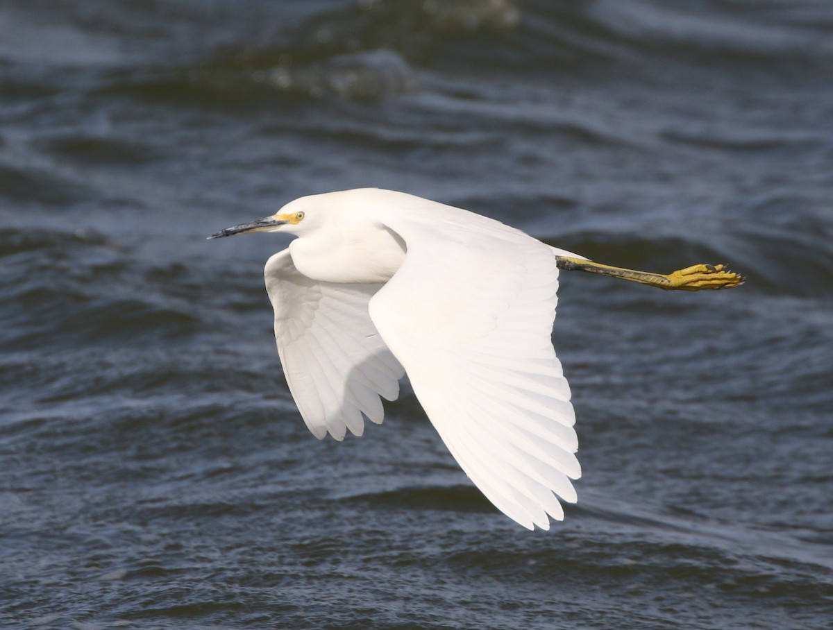 Snowy Egret - Mike "mlovest" Miller