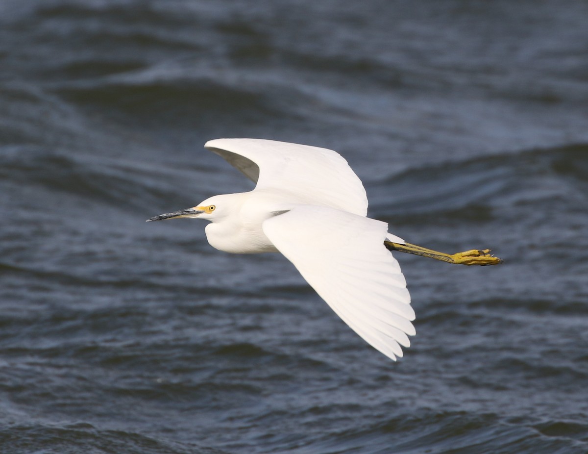 Snowy Egret - ML279344791