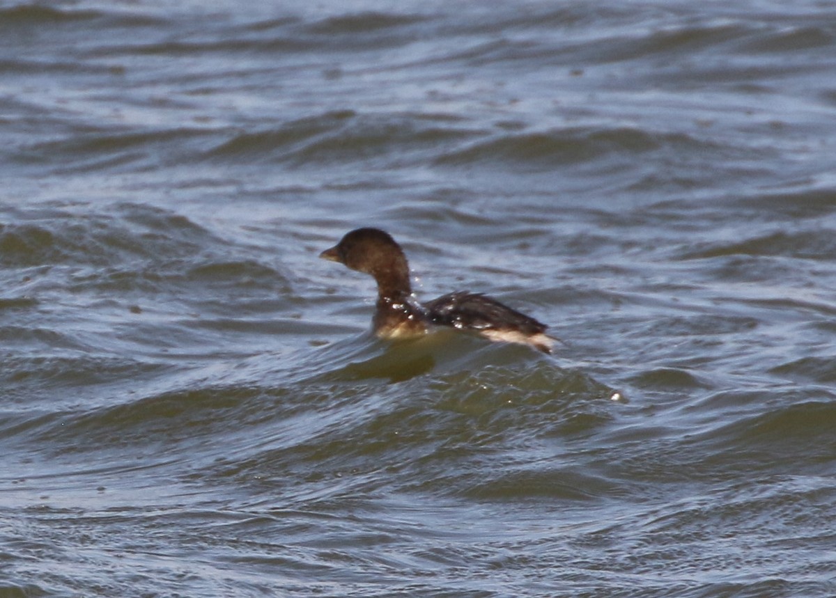 Pied-billed Grebe - ML279345371