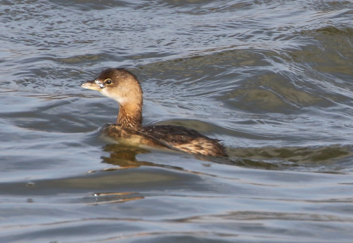 Pied-billed Grebe - ML279345381