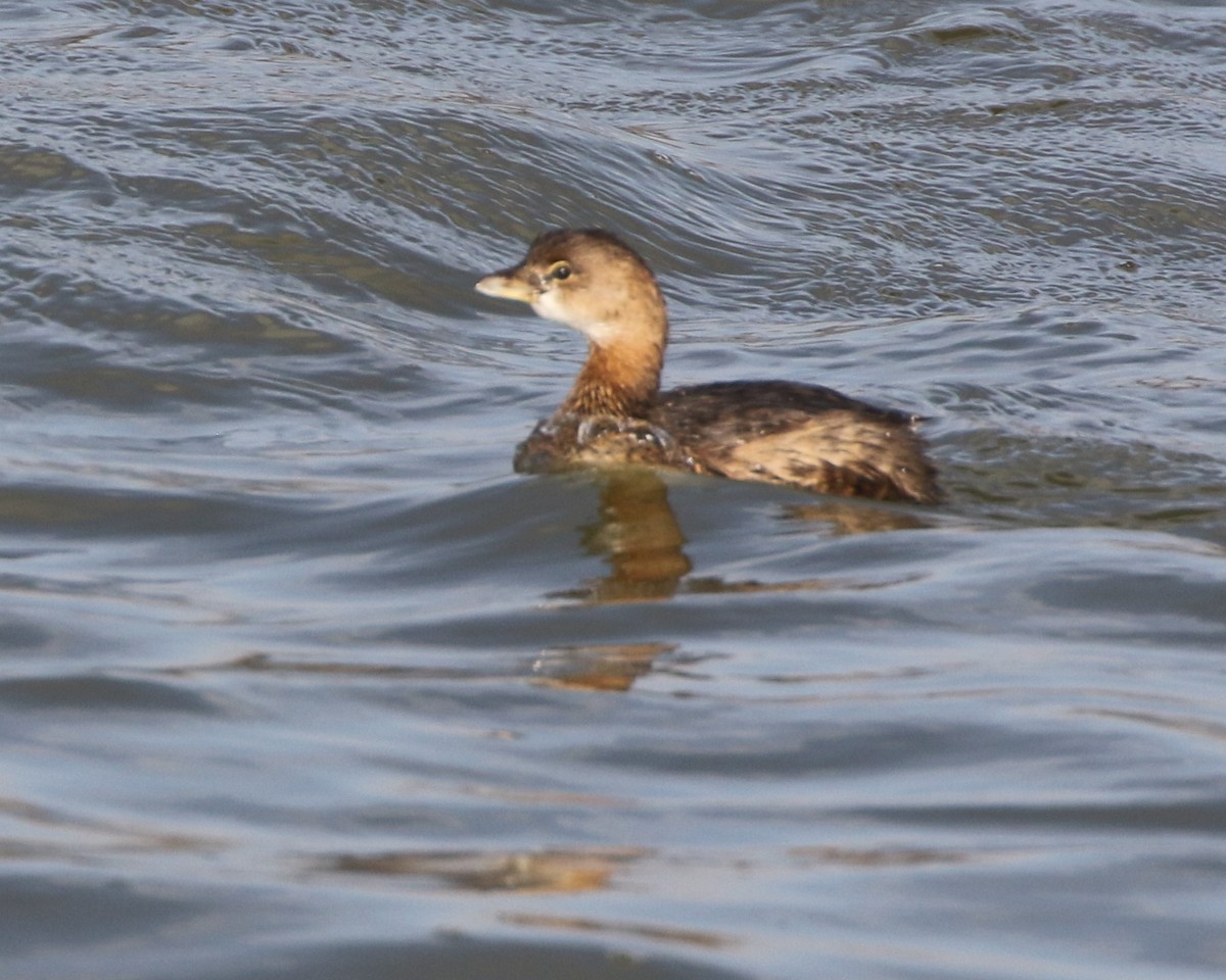 Pied-billed Grebe - ML279345391